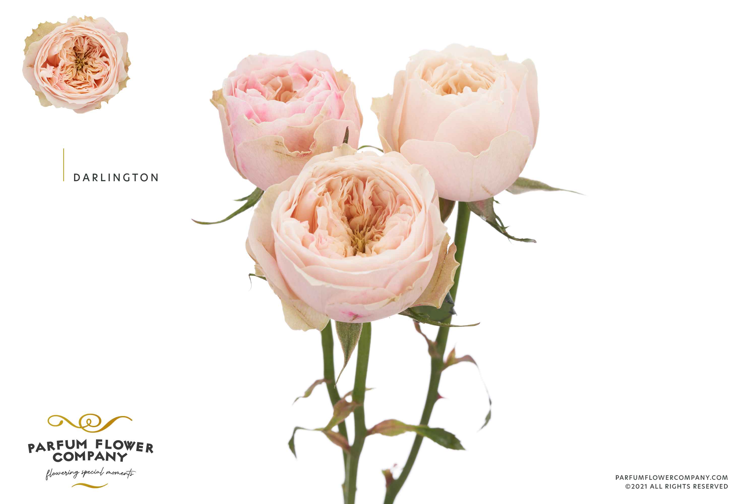 Срезанные цветы оптом Rosa sp garden darlington от 12шт из Голландии с доставкой по России