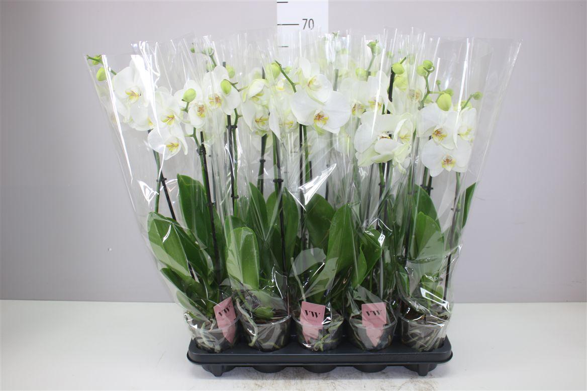 Горшечные цветы и растения оптом Phal Wit 2 Tak 10+ от 10шт из Голландии с доставкой по России