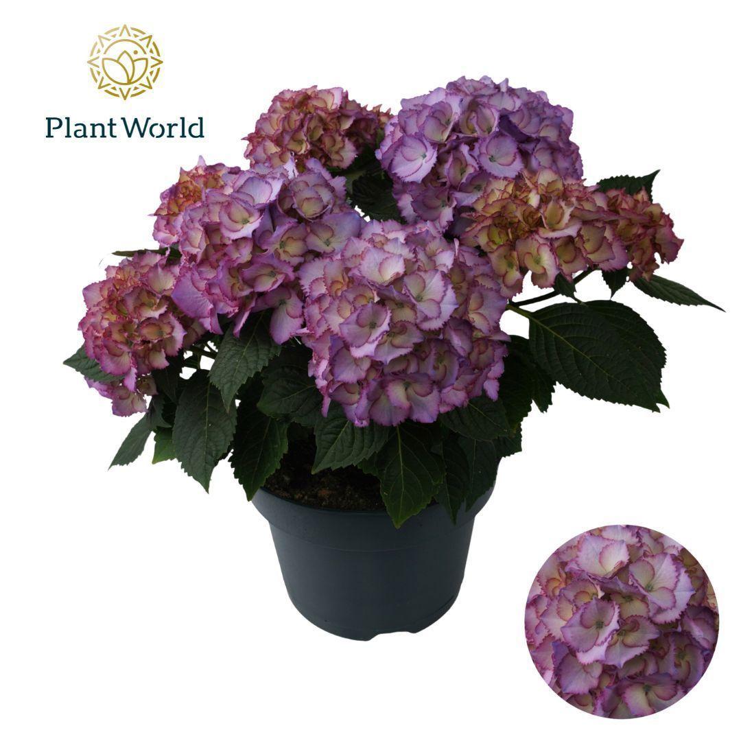 Горшечные цветы и растения оптом Hydrangea Bol Ave Blue (specialty) от 1шт из Голландии с доставкой по России