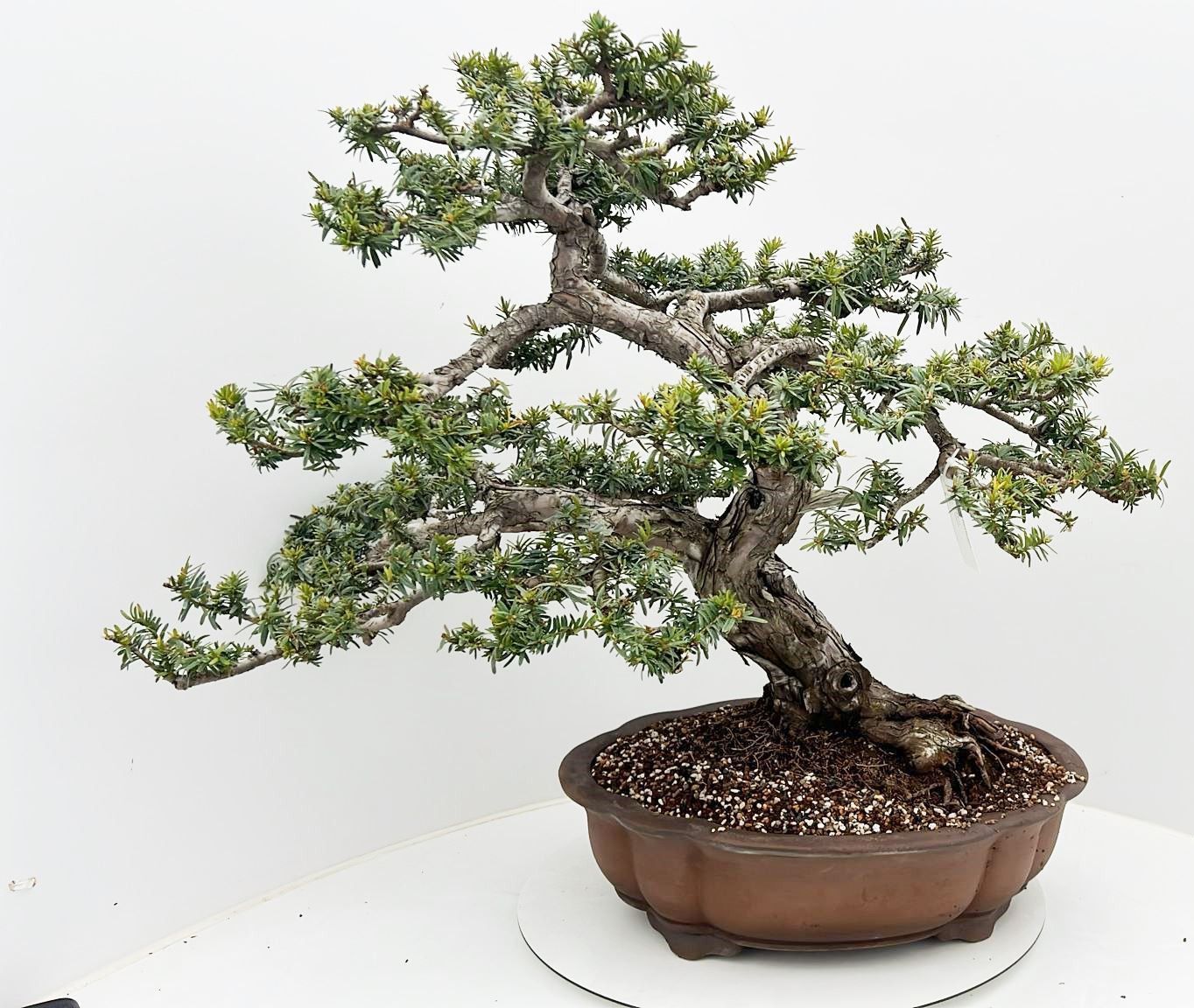 Горшечные цветы и растения оптом Taxus Cuspidata, Pot 50cm. Height 80cm. (single It от 1шт из Голландии с доставкой по России