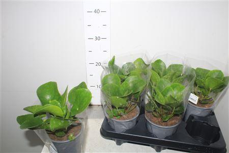 Горшечные цветы и растения оптом Pilea Peperomioides от 6шт из Голландии с доставкой по России