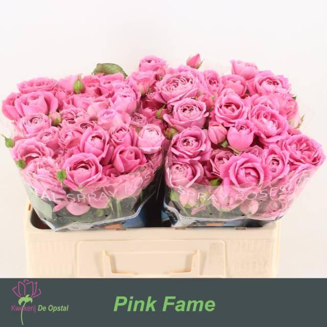 Срезанные цветы оптом Rosa spray pink fame от 50шт из Голландии с доставкой по России