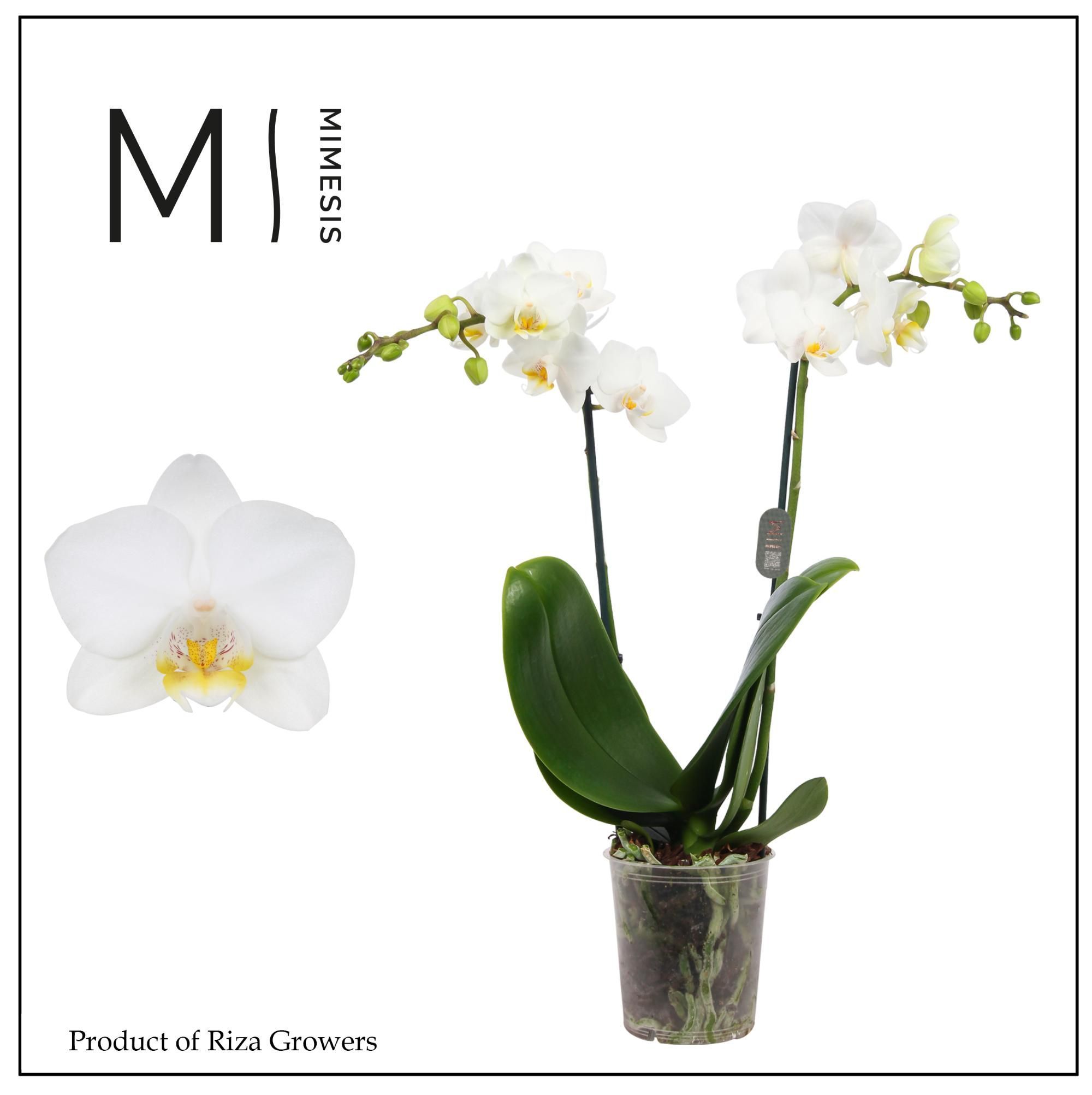 Горшечные цветы и растения оптом Phalaenopsis Snowflake 2 Spike - 9cm | Mimesis от 12шт (для телеги) из Голландии с доставкой по России