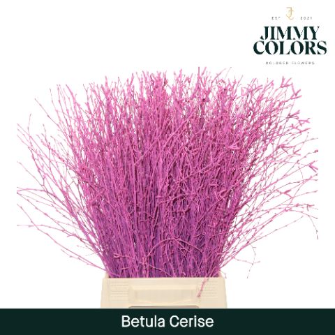 Срезанные цветы оптом Betula paint cerise от 20шт из Голландии с доставкой по России