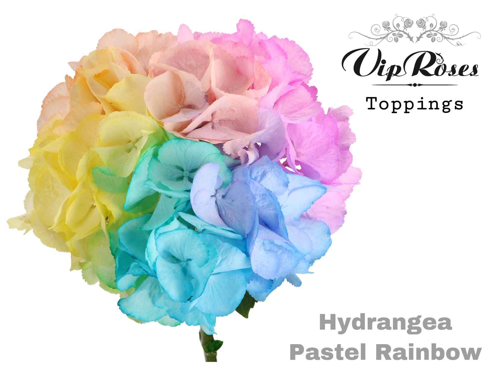 Срезанные цветы оптом Hydrangea paint rainbow pastel от 10шт из Голландии с доставкой по России