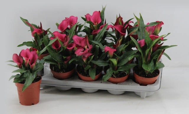 Горшечные цветы и растения оптом Zant Zazu от 10шт из Голландии с доставкой по России