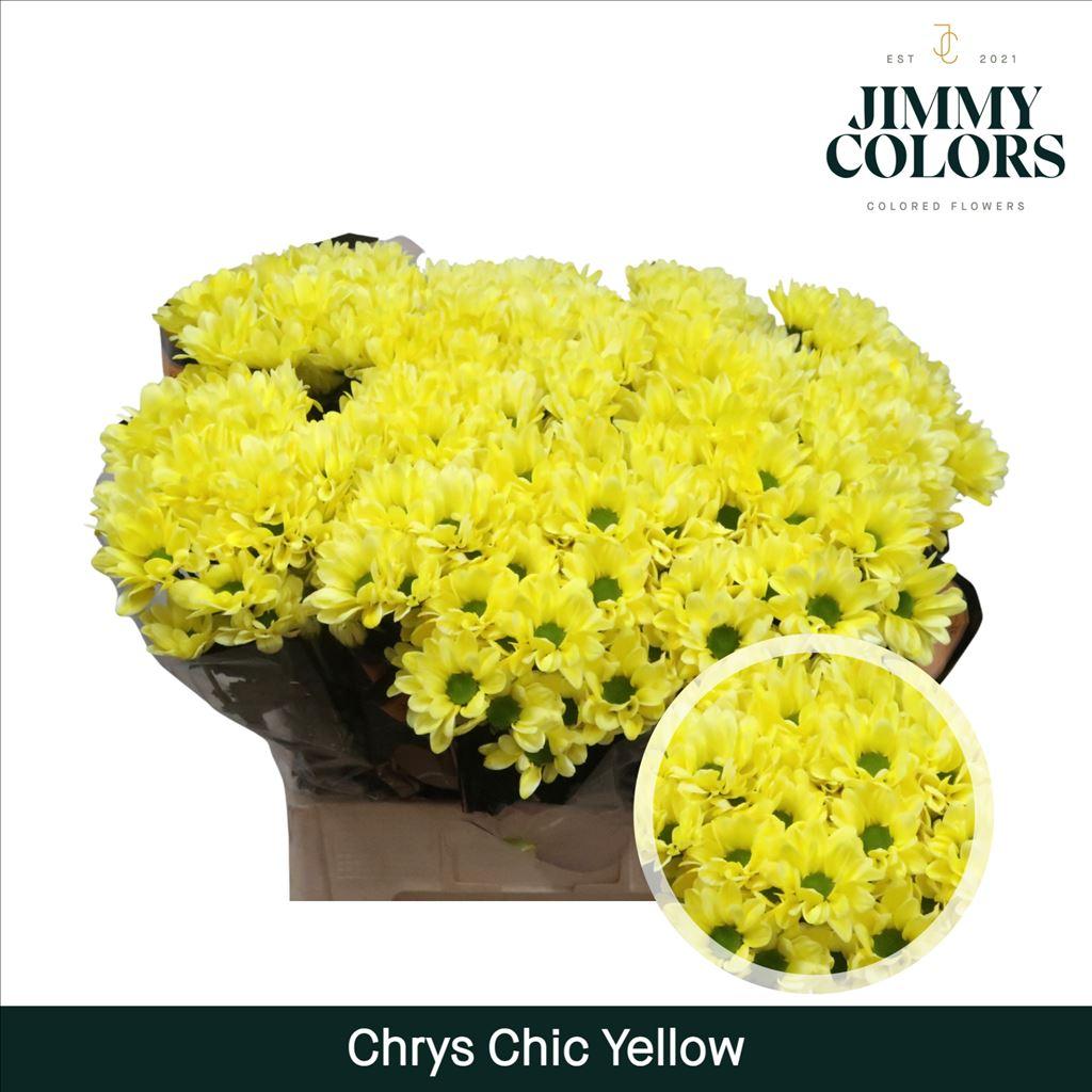 Срезанные цветы оптом Chrys sp paint chic yellow от 40шт из Голландии с доставкой по России