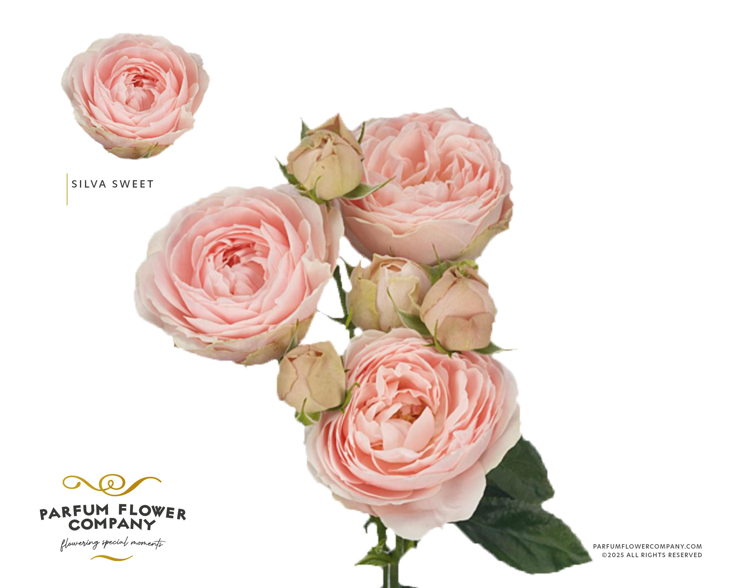 Срезанные цветы оптом Rosa spray silva sweet+ от 12шт из Голландии с доставкой по России