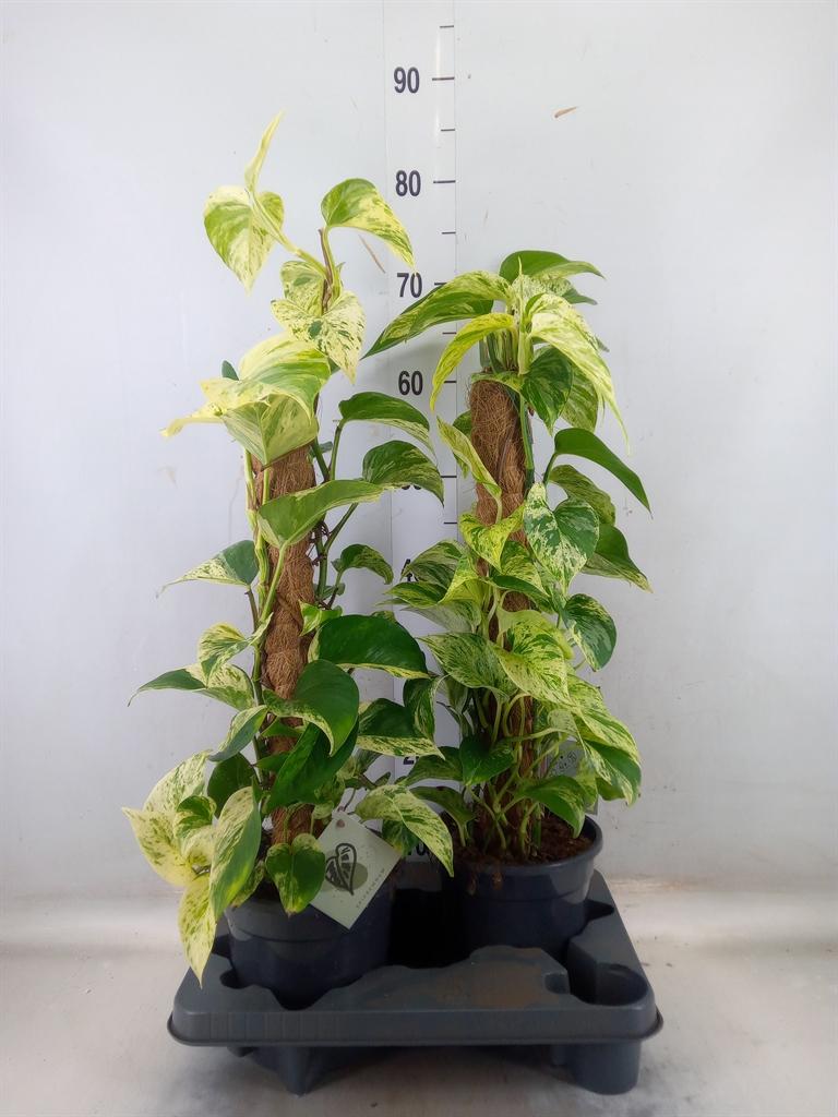 Горшечные цветы и растения оптом Epipremnum   ... от 2шт из Голландии с доставкой по России