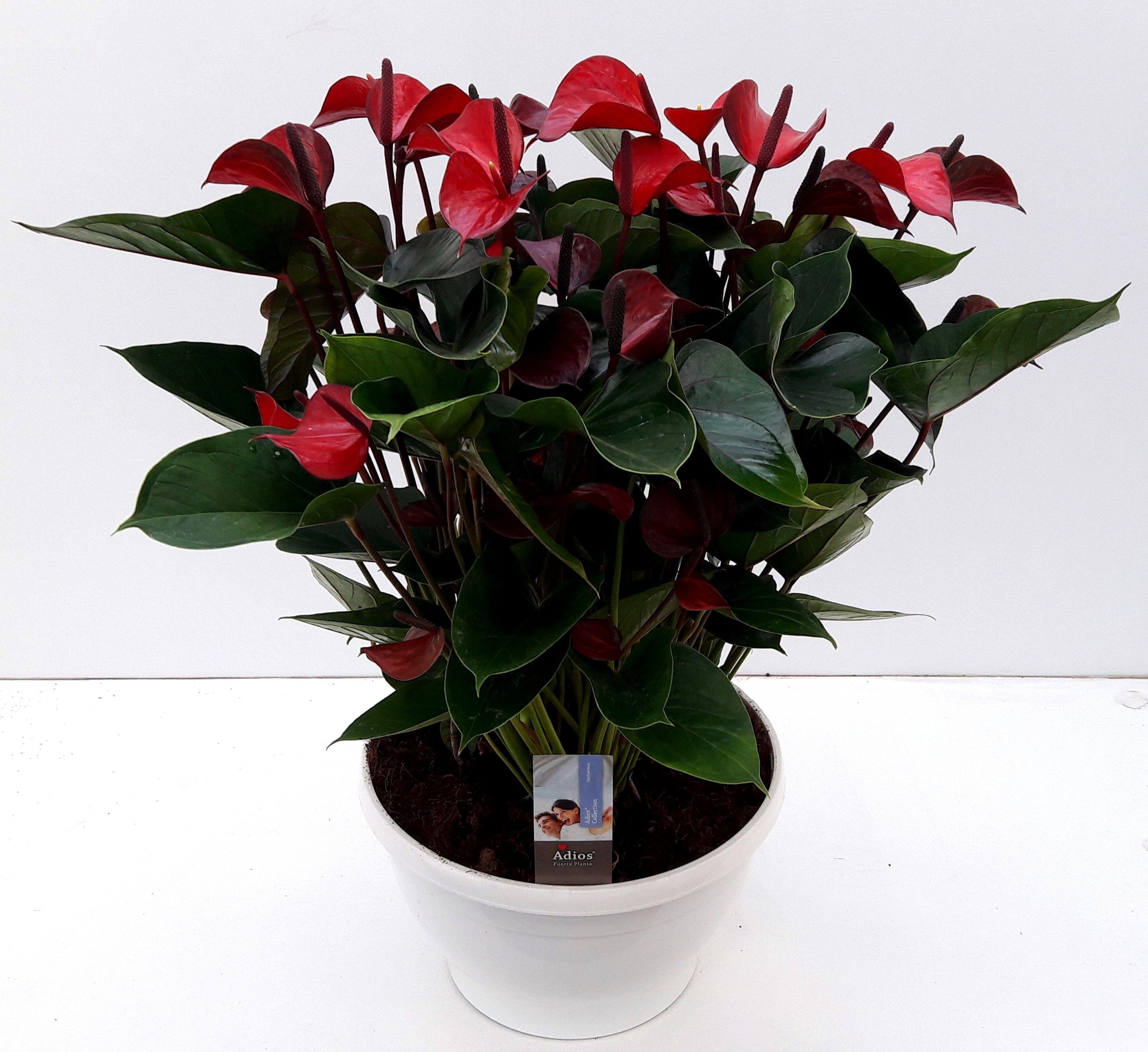 Горшечные цветы и растения оптом Anth An Adios Red 18+ Big Bowl от 1шт из Голландии с доставкой по России