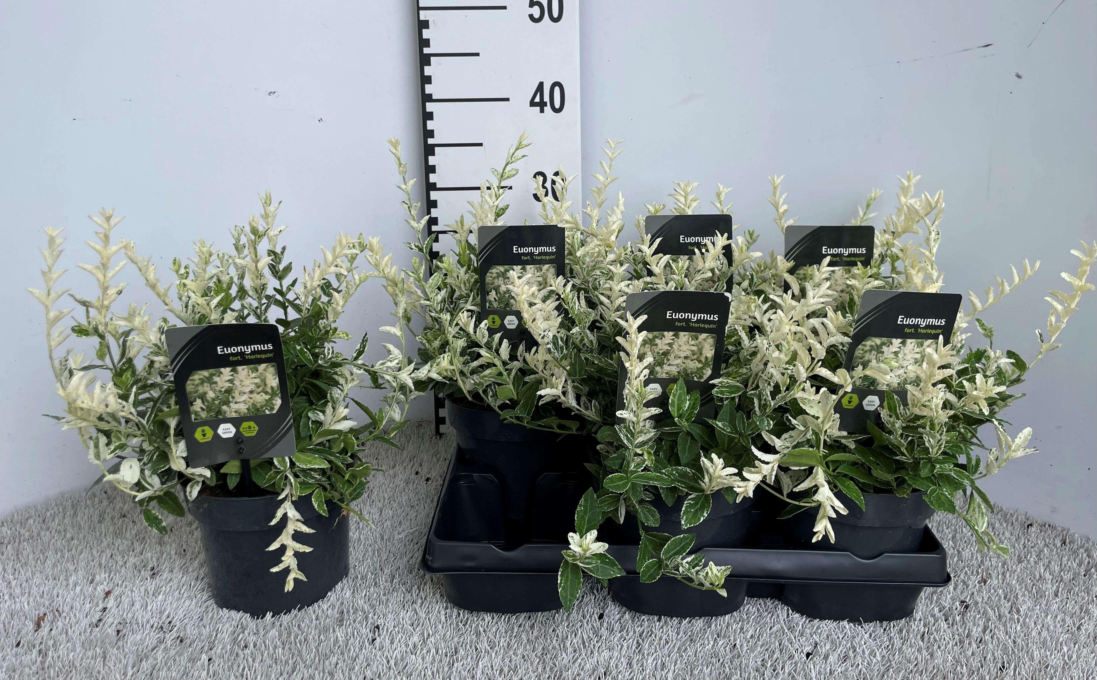 Горшечные цветы и растения оптом Euonymus Fo Harlequi от 6шт из Голландии с доставкой по России