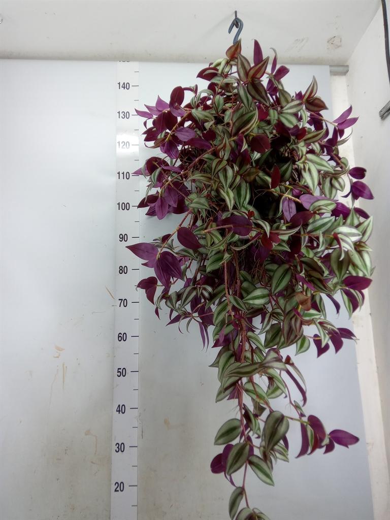 Горшечные цветы и растения оптом Tradescantia Flum. от 1шт из Голландии с доставкой по России