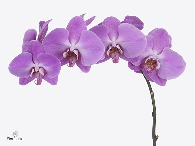 Срезанные цветы оптом Phalaenopsis anthura pusan (per stem) от 15шт из Голландии с доставкой по России