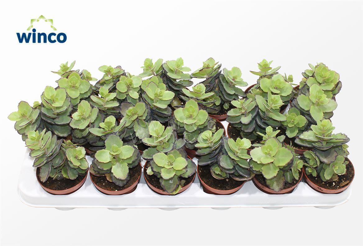 Горшечные цветы и растения оптом Kalanchoe Thailandi от 18шт (для телеги) из Голландии с доставкой по России