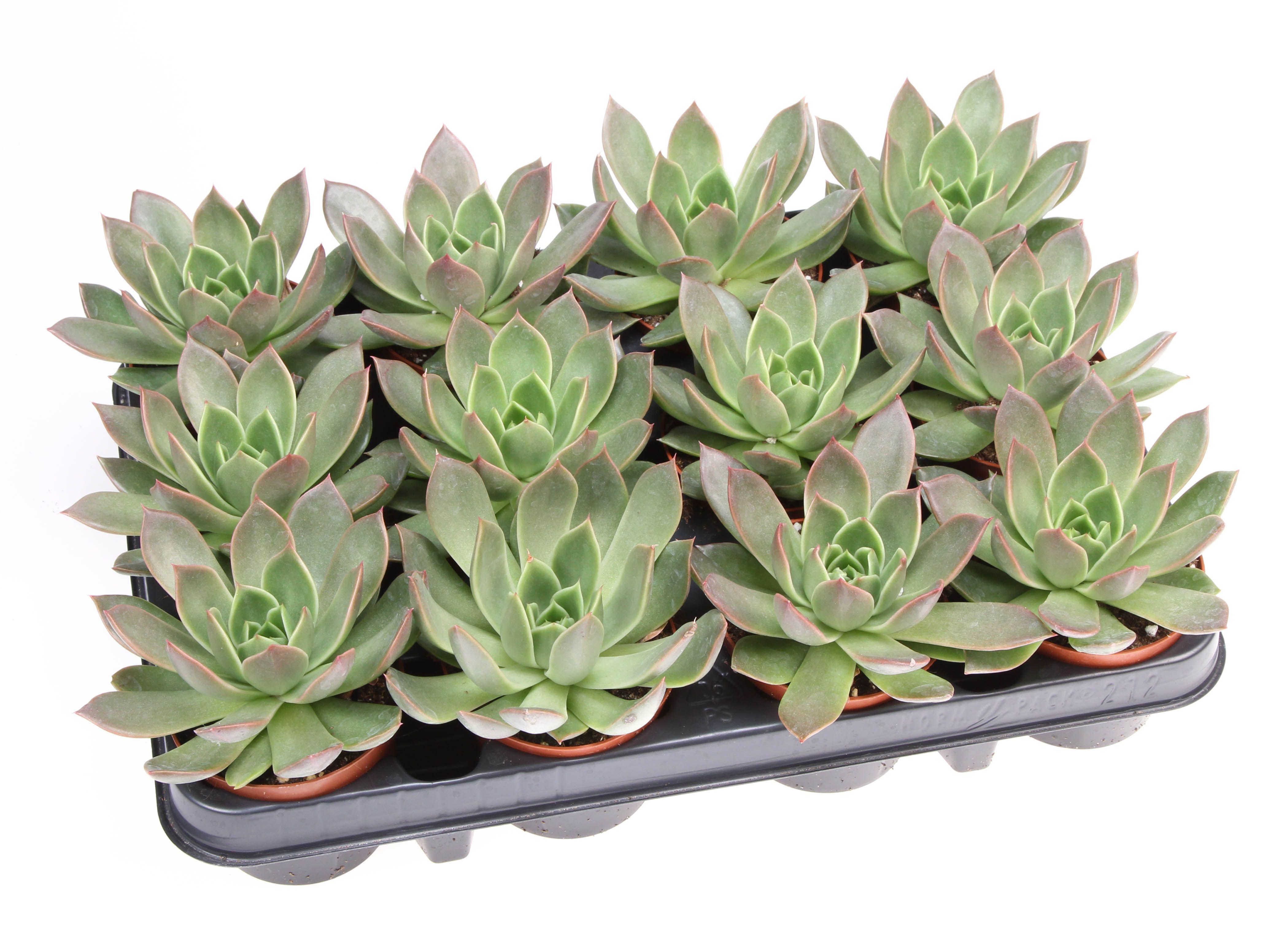 Горшечные цветы и растения оптом Echeveria Maxxus от 12шт (для телеги) из Голландии с доставкой по России