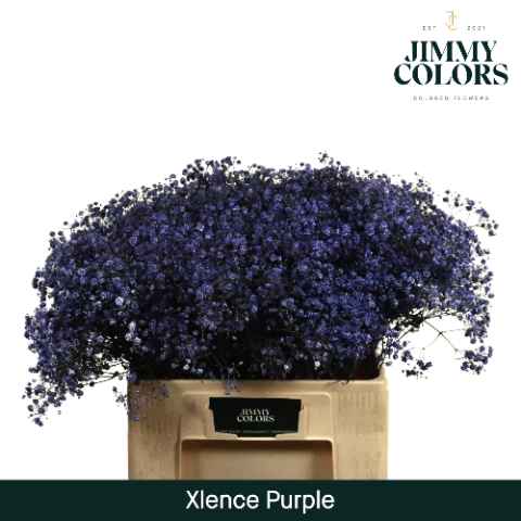 Срезанные цветы оптом Gyps large paint purple от 100шт из Голландии с доставкой по России