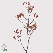 Срезанные цветы оптом Anigozanthos bush sunset от 80шт из Голландии с доставкой по России