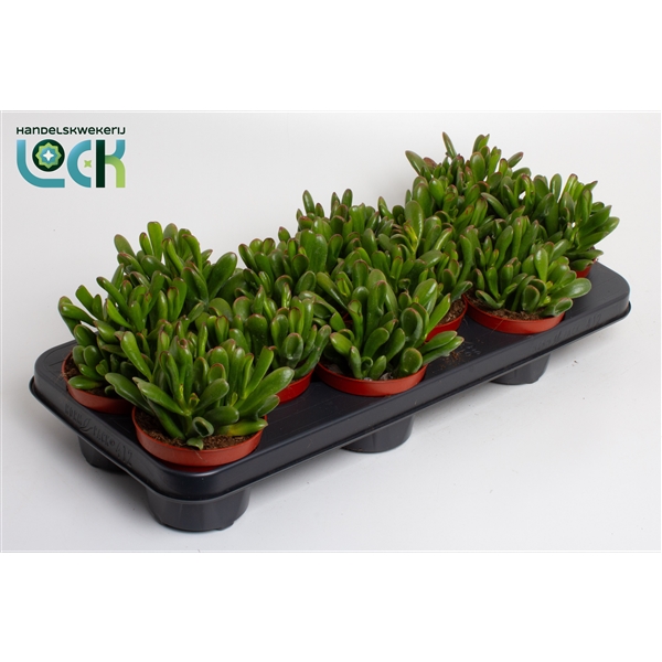 Горшечные цветы и растения оптом Crassula Ovata Gollum от 12шт из Голландии с доставкой по России