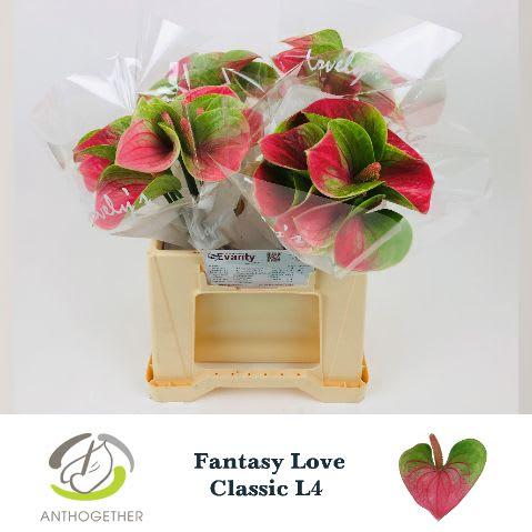 Срезанные цветы оптом Anthurium love fantasy от 40шт из Голландии с доставкой по России