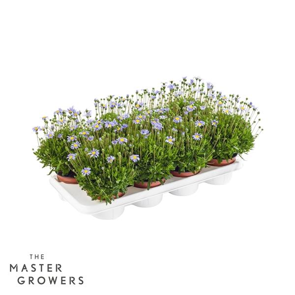 Горшечные цветы и растения оптом Felicia Felicitara от 8шт из Голландии с доставкой по России