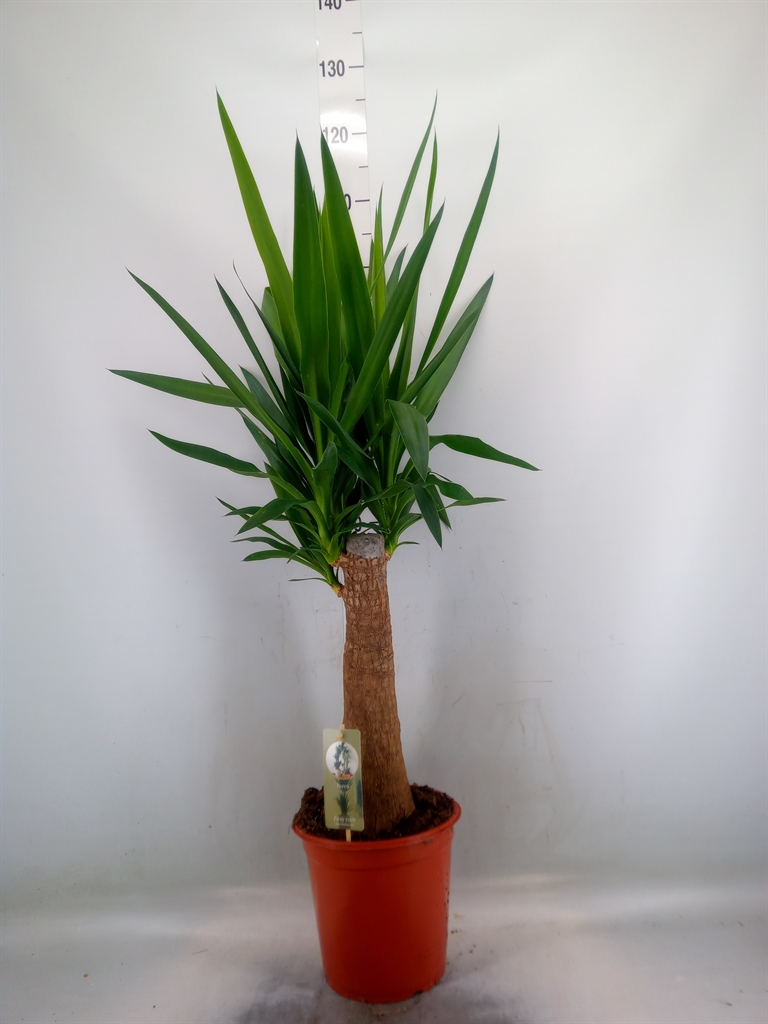 Горшечные цветы и растения оптом Yucca   ... от 1шт из Голландии с доставкой по России