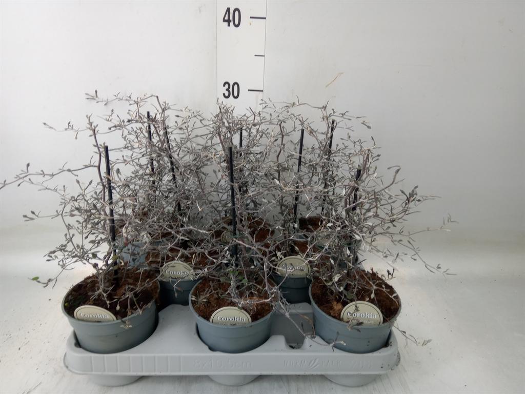 Горшечные цветы и растения оптом Corokia Cotoneaster от 8шт из Голландии с доставкой по России