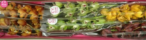 Срезанные цветы оптом Minicymbidium mix autumn от 15шт.. из Голландии с доставкой по России