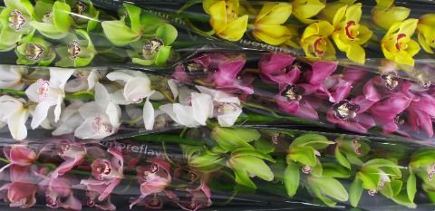 Срезанные цветы оптом Cymbidium mix от 16шт из Голландии с доставкой по России