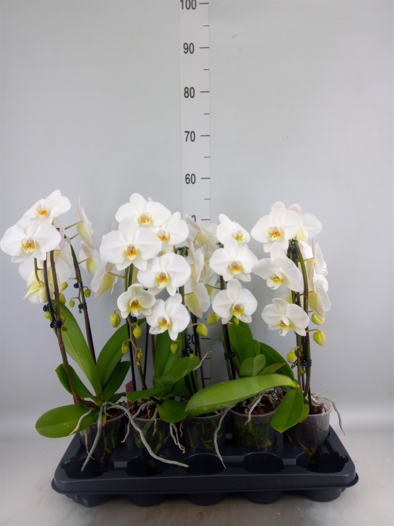 Горшечные цветы и растения оптом Phalaenopsis   ...white от 5шт из Голландии с доставкой по России