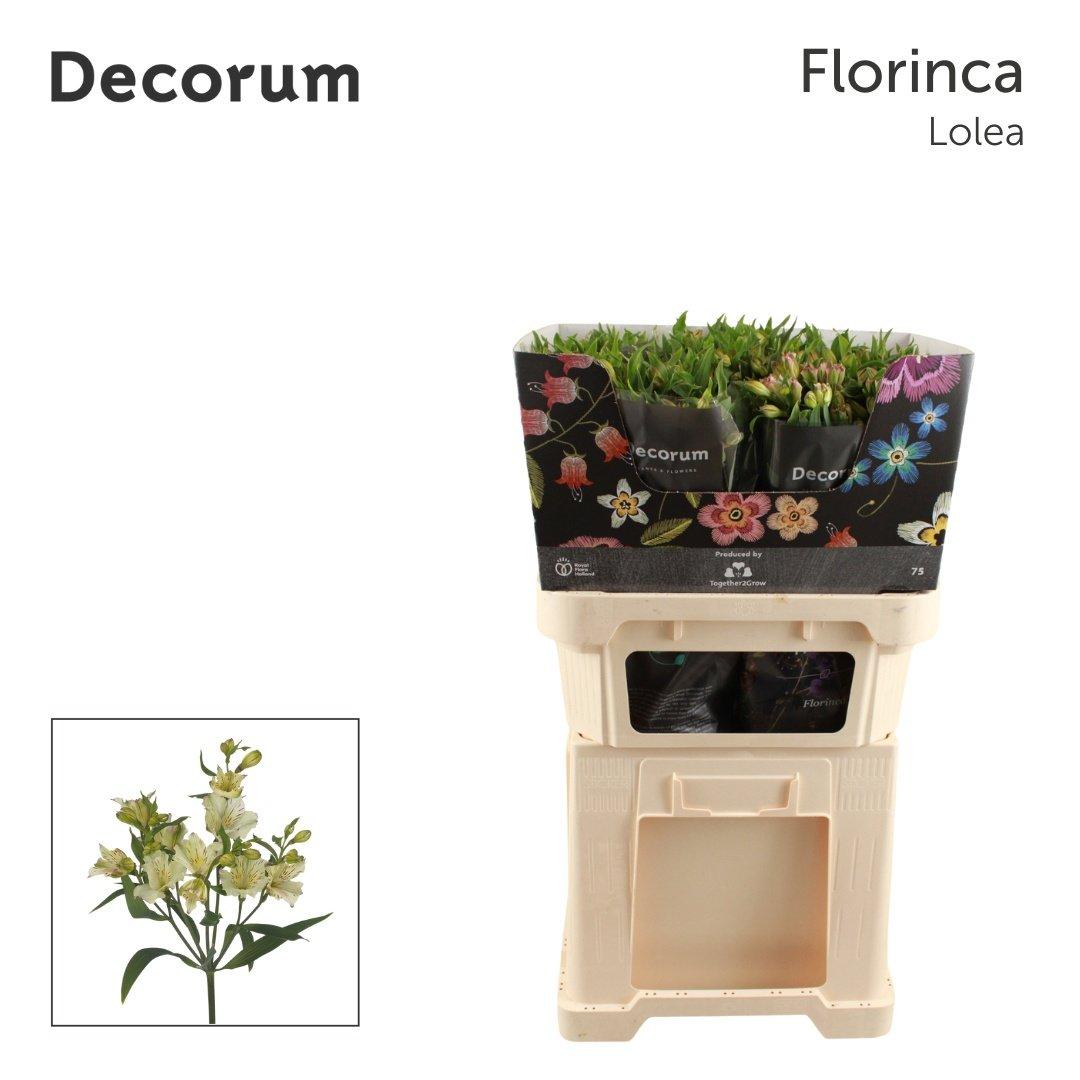 Срезанные цветы оптом Alstroemeria fl lolea от 50шт из Голландии с доставкой по России