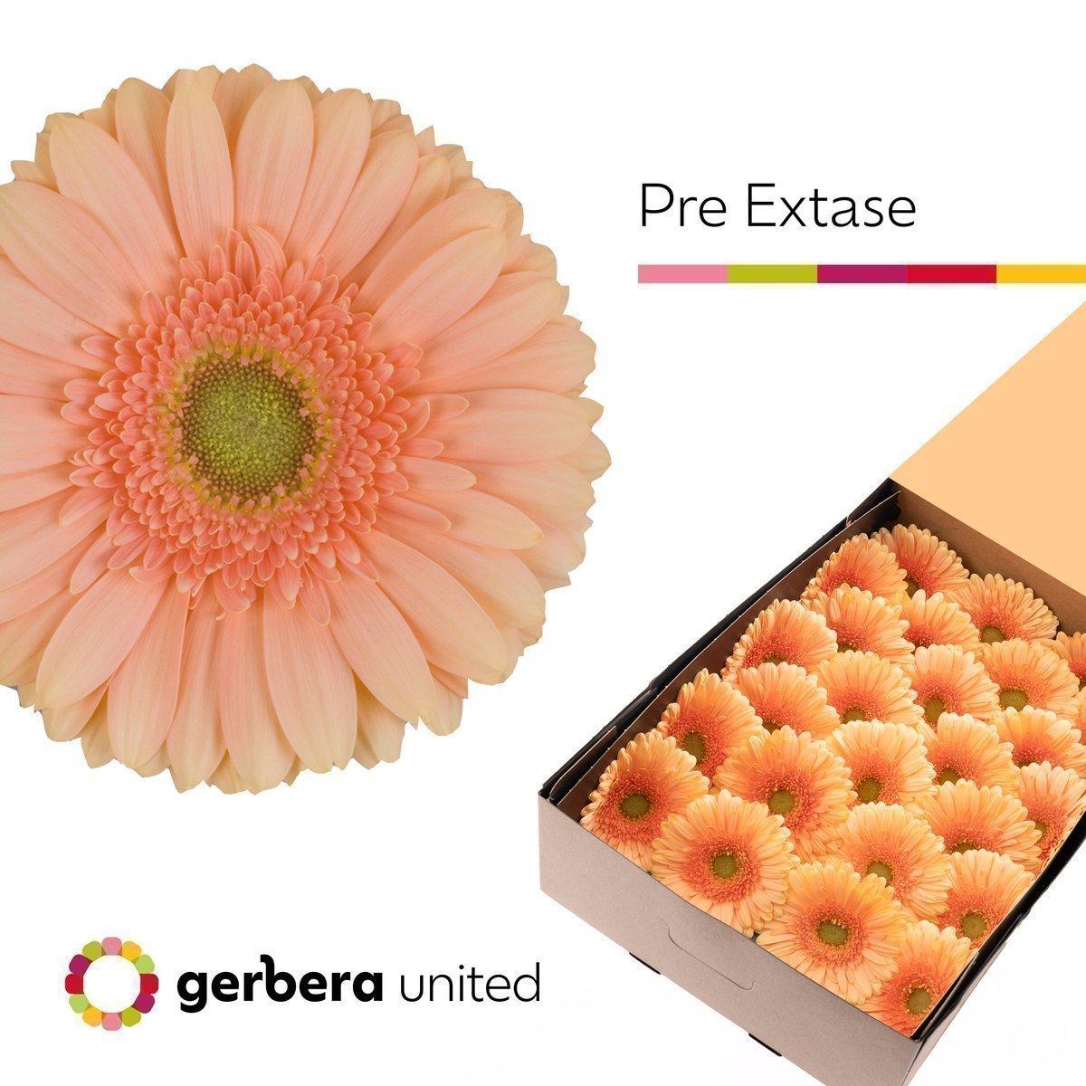 Срезанные цветы оптом Gerbera pre-extase от 50шт из Голландии с доставкой по России