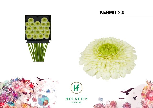 Срезанные цветы оптом Germini diamond gerponi kermit от 20шт из Голландии с доставкой по России