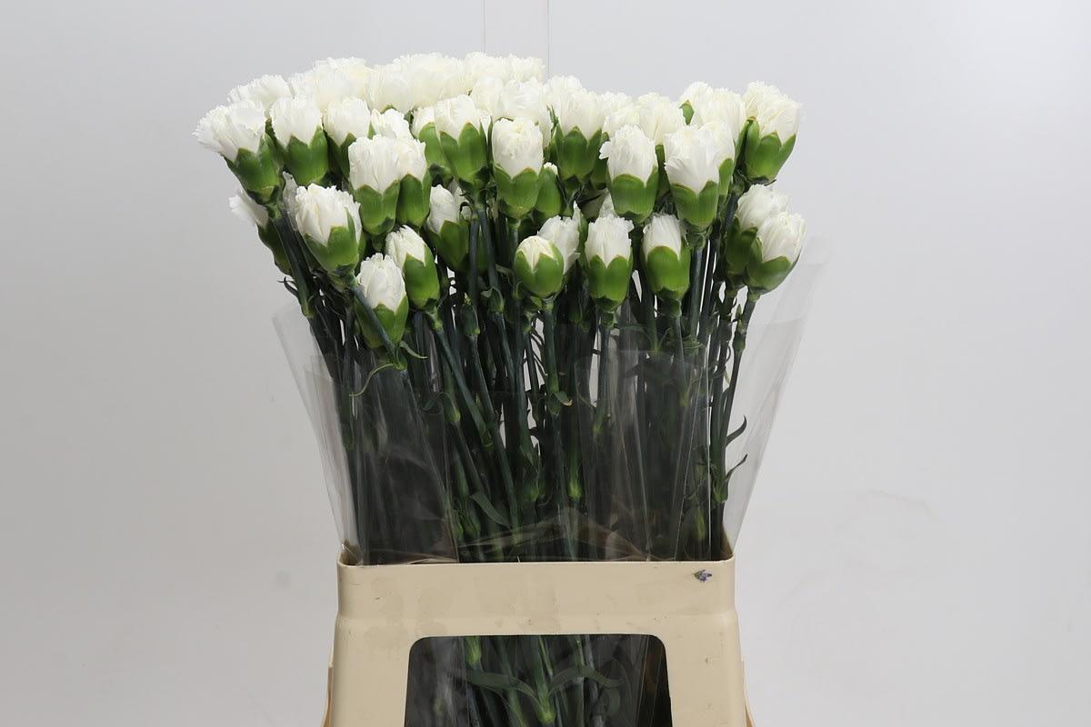 Срезанные цветы оптом Dianthus st holly от 100шт из Голландии с доставкой по России