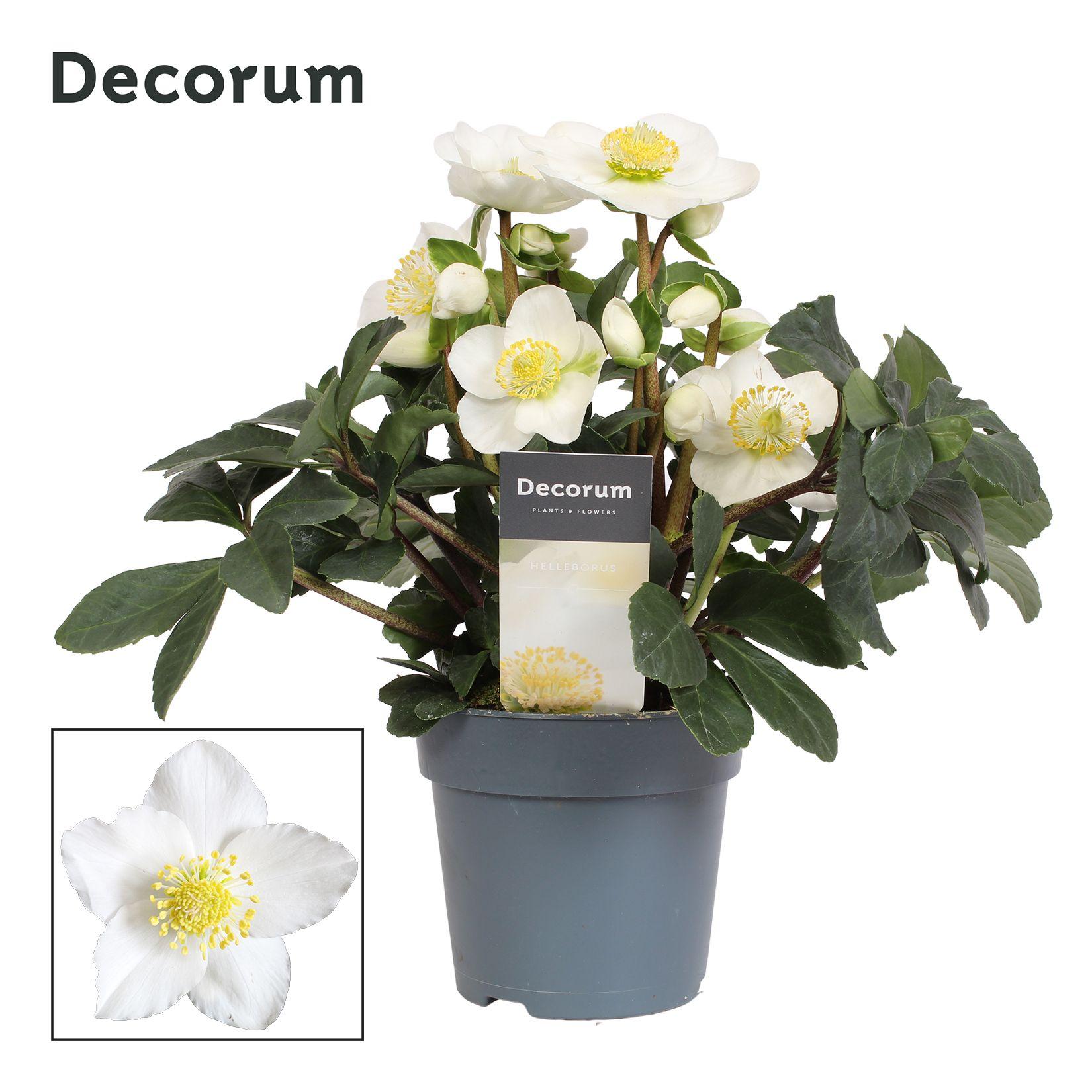 Горшечные цветы и растения оптом Helleborus Mont Blanc Decorum (xl) от 4шт из Голландии с доставкой по России
