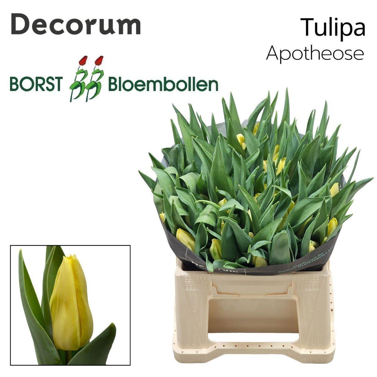 Срезанные цветы оптом Tulipa si apotheose от 50шт из Голландии с доставкой по России