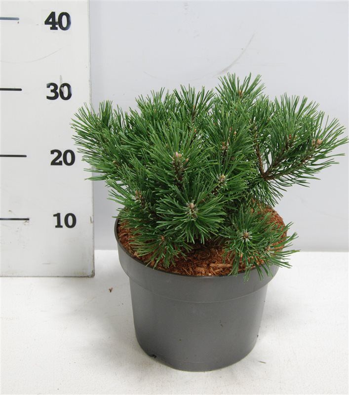 Горшечные цветы и растения оптом Pinus Mugo Mops от 1шт из Голландии с доставкой по России