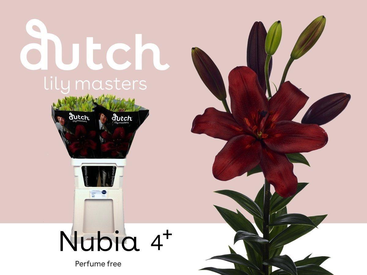 Срезанные цветы оптом Lilium la nubia от 60шт из Голландии с доставкой по России