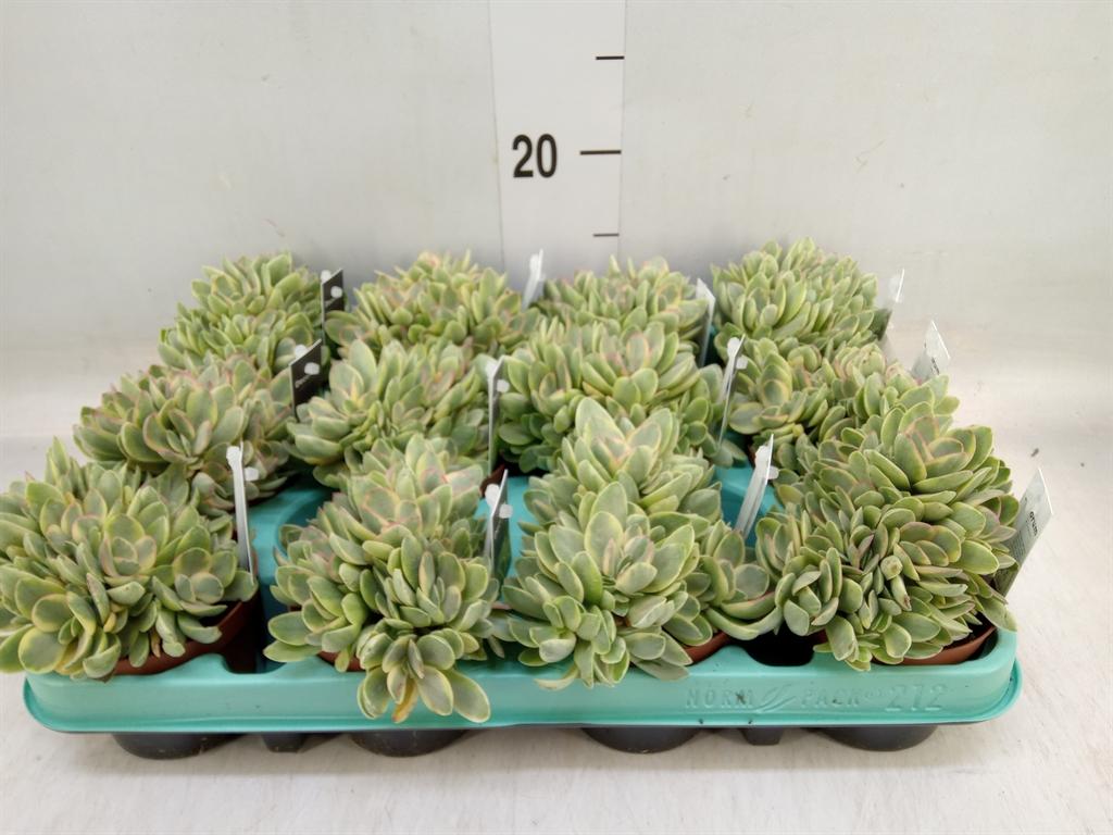 Горшечные цветы и растения оптом Crassula   ... от 12шт (для телеги) из Голландии с доставкой по России