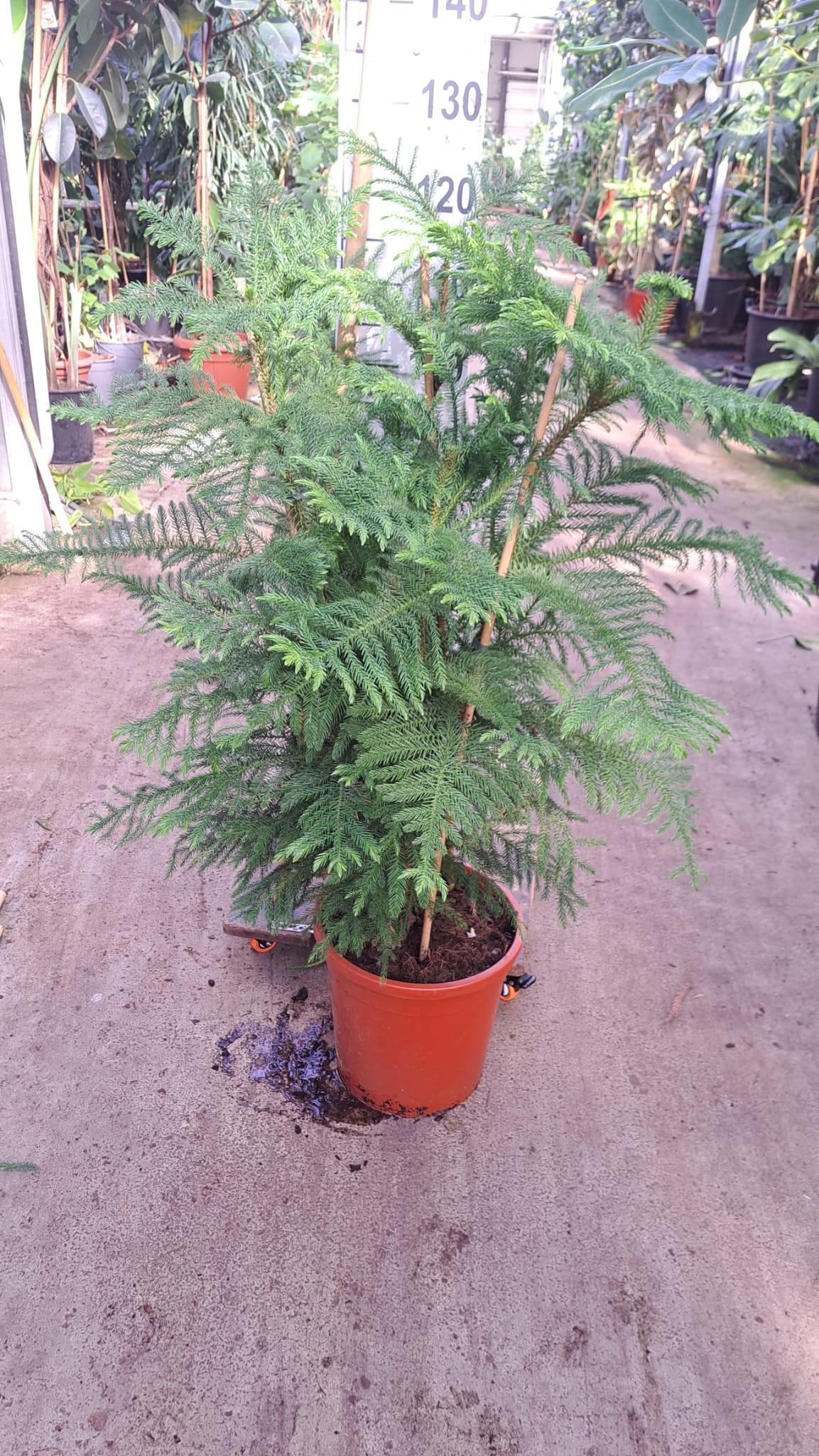 Горшечные цветы и растения оптом Araucaria от 1шт из Голландии с доставкой по России