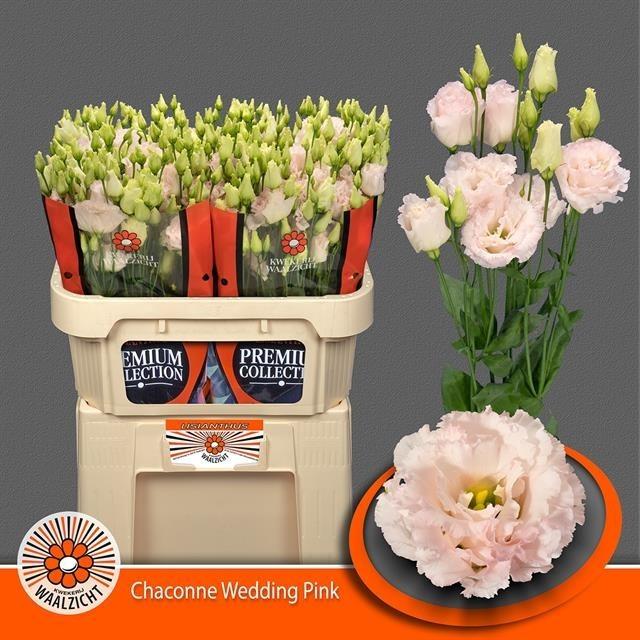 Срезанные цветы оптом Lisianthus do chaconne wedding pink от 40шт из Голландии с доставкой по России