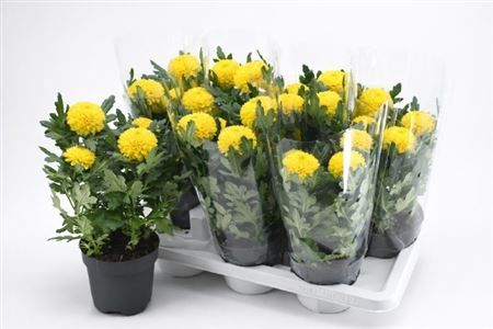 Горшечные цветы и растения оптом Chrys Fp Yellow от 7шт из Голландии с доставкой по России