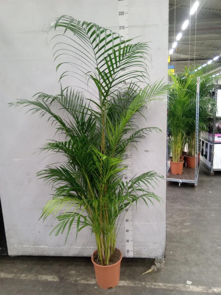 Горшечные цветы и растения оптом Dypsis Lutescens   ...chrysalidoca от 1шт из Голландии с доставкой по России