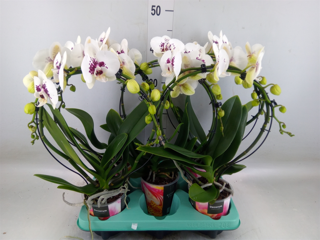 Горшечные цветы и растения оптом Phalaenopsis   ... от 5шт из Голландии с доставкой по России