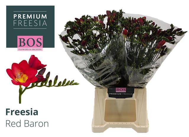 Срезанные цветы оптом Freesia si red baron от 100шт из Голландии с доставкой по России