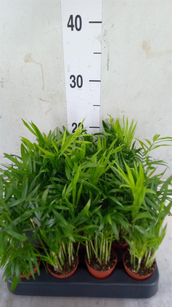 Горшечные цветы и растения оптом Chamaedorea Elegans от 14шт (для телеги) из Голландии с доставкой по России