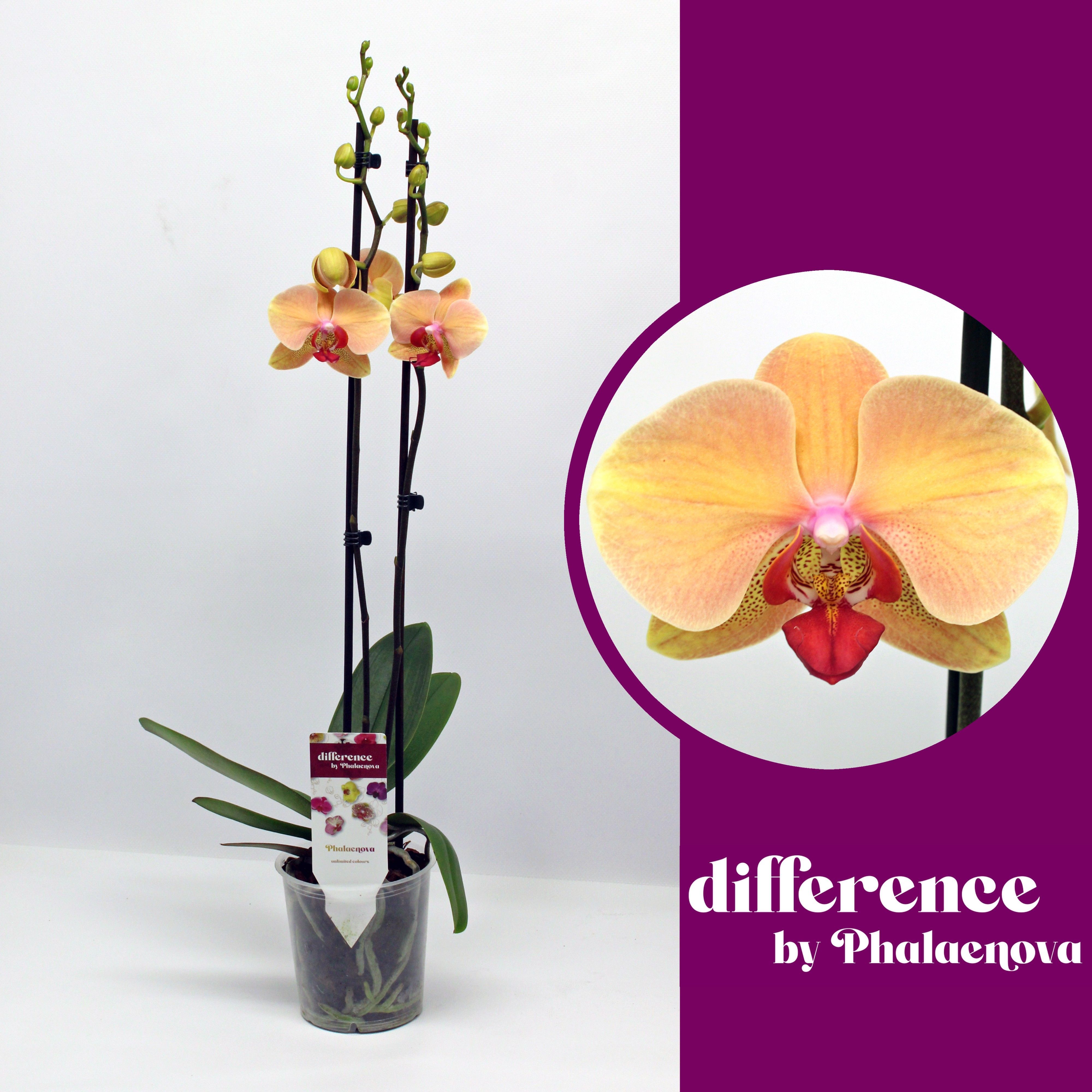 Горшечные цветы и растения оптом Phal 2st Marianne 14+ ( Phalaenova ) от 10шт из Голландии с доставкой по России