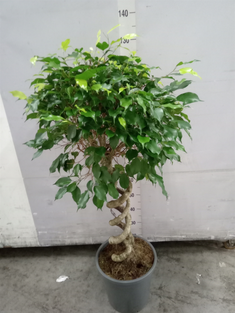 Горшечные цветы и растения оптом Ficus Benja.   ... от 1шт из Голландии с доставкой по России