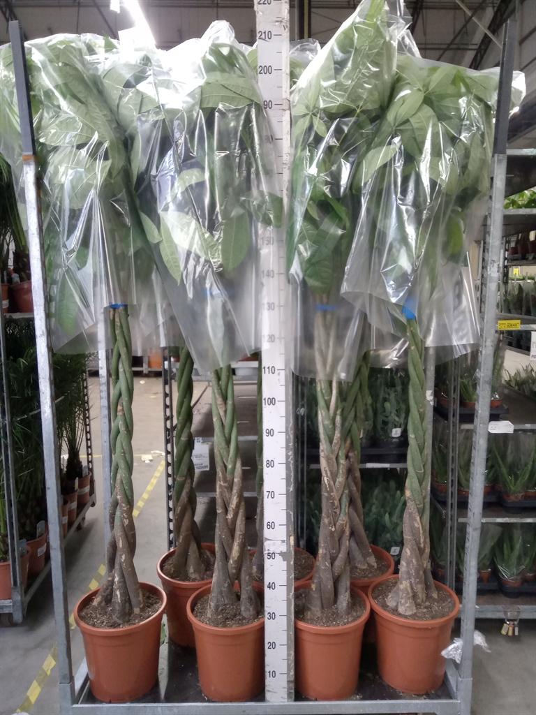 Горшечные цветы и растения оптом Pachira Aquatica от 1шт из Голландии с доставкой по России