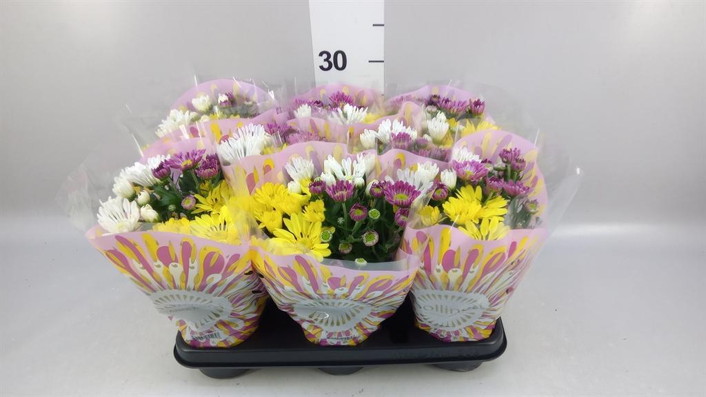 Горшечные цветы и растения оптом Chrysanthemum ..mix/pot от 8шт из Голландии с доставкой по России