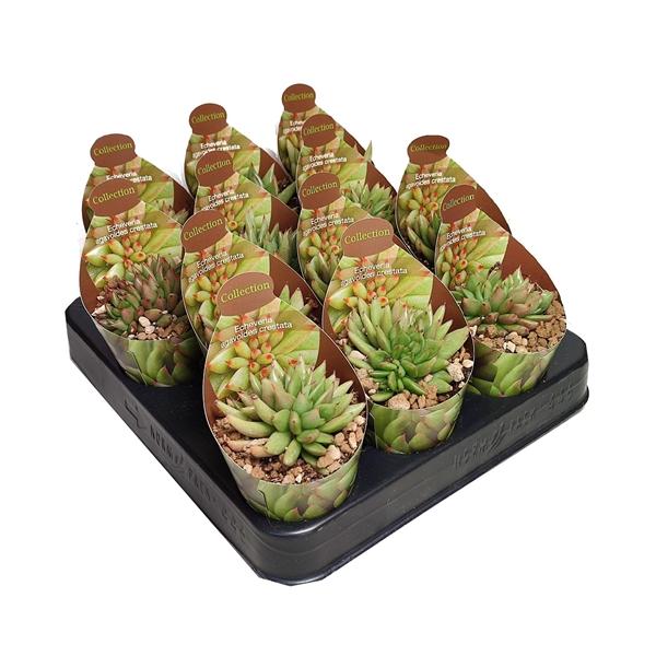 Горшечные цветы и растения оптом Echeveria Agavoides Crestata Potcover от 12шт (для телеги) из Голландии с доставкой по России